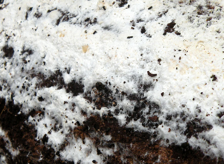 In parcheggio (Granulobasidium vellereum)